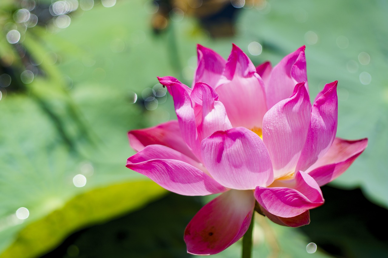 lotus pink nature free photo