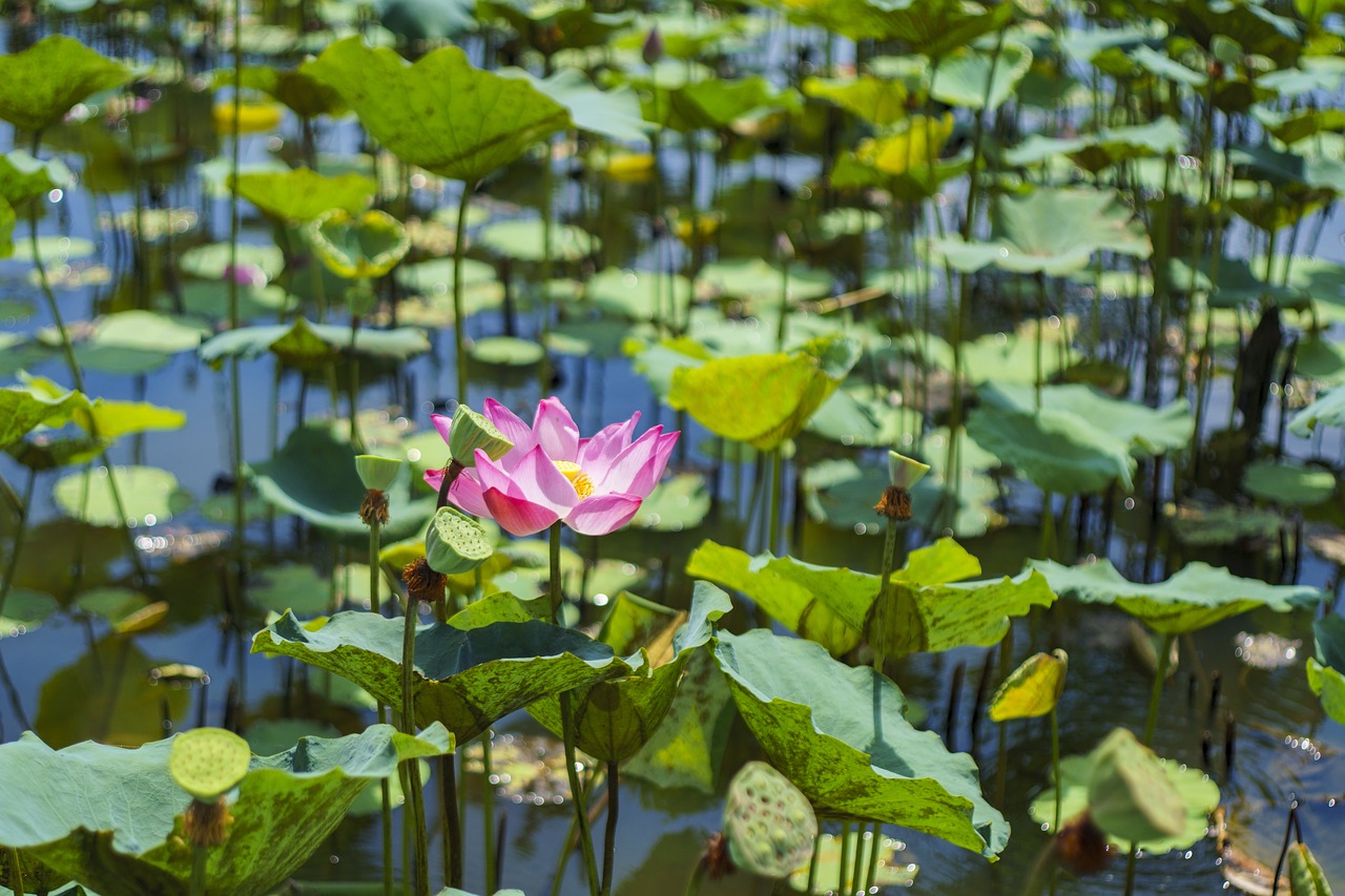 lotus pink nature free photo