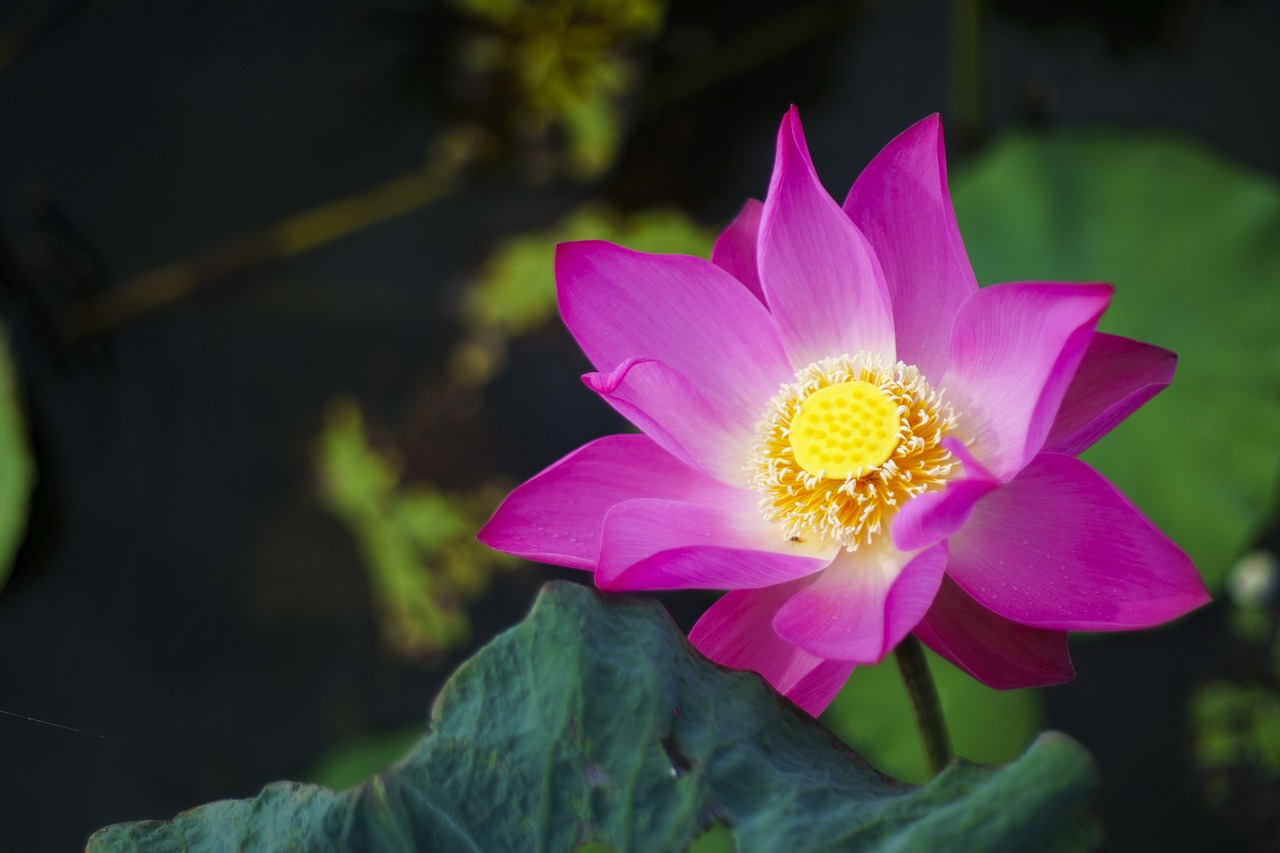 lotus nature pink free photo