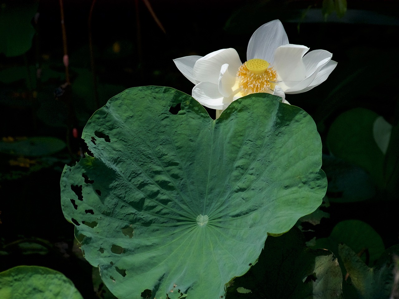 lotus lotus white bua ban free photo