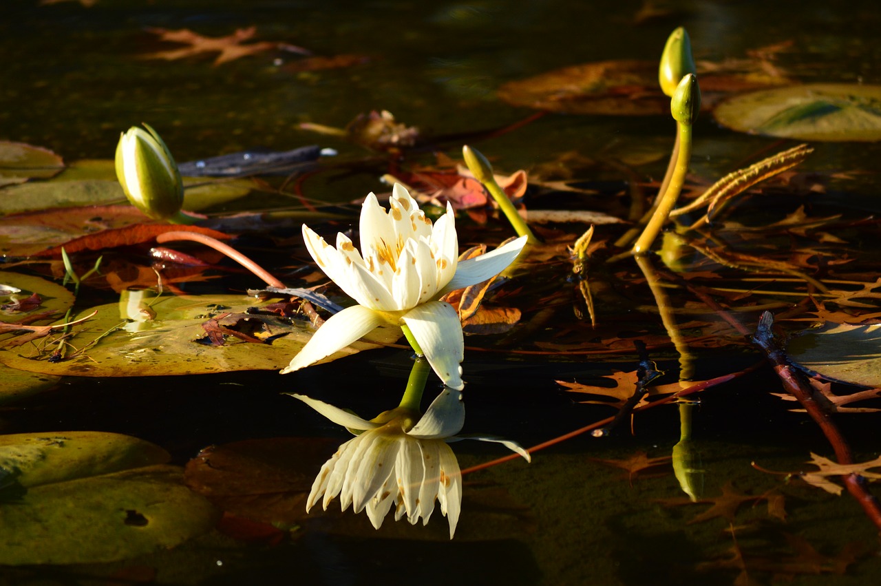 lotus central park free pictures free photo