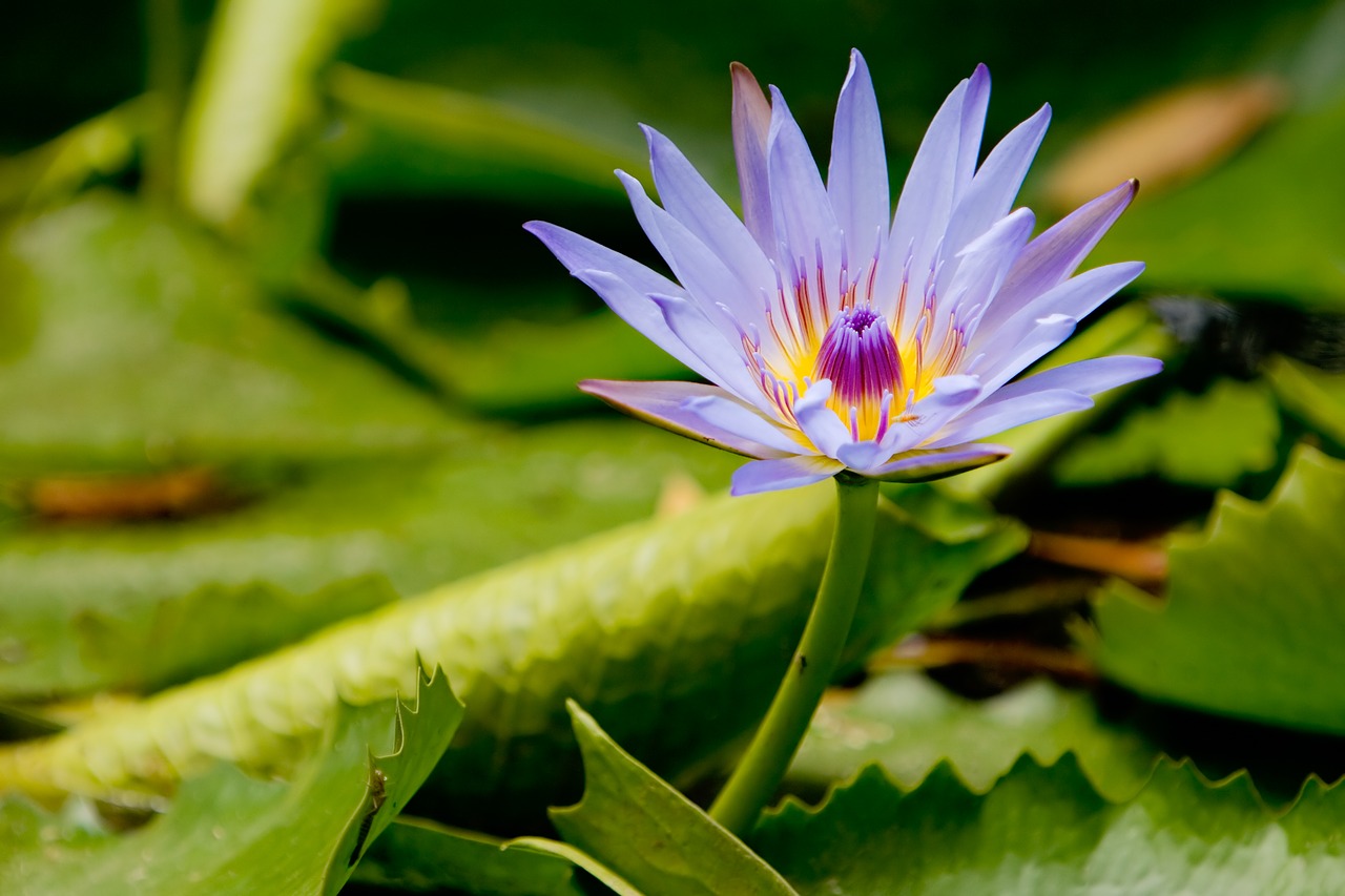 lotus flower meditation free photo