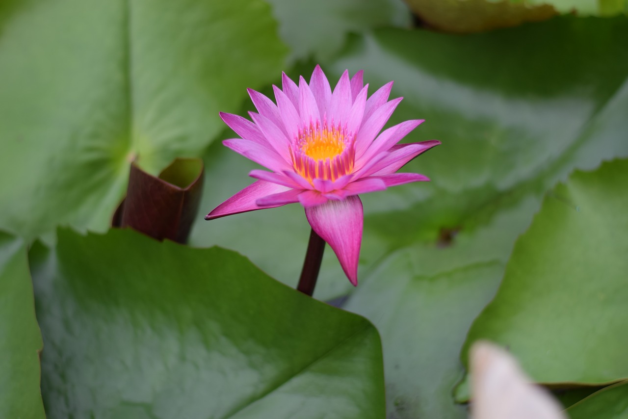 lotus red lotus pink lotus free photo