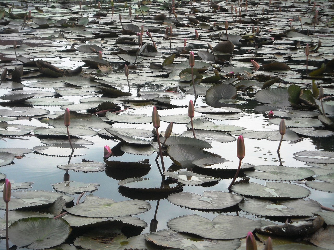 lotus flowers water free photo