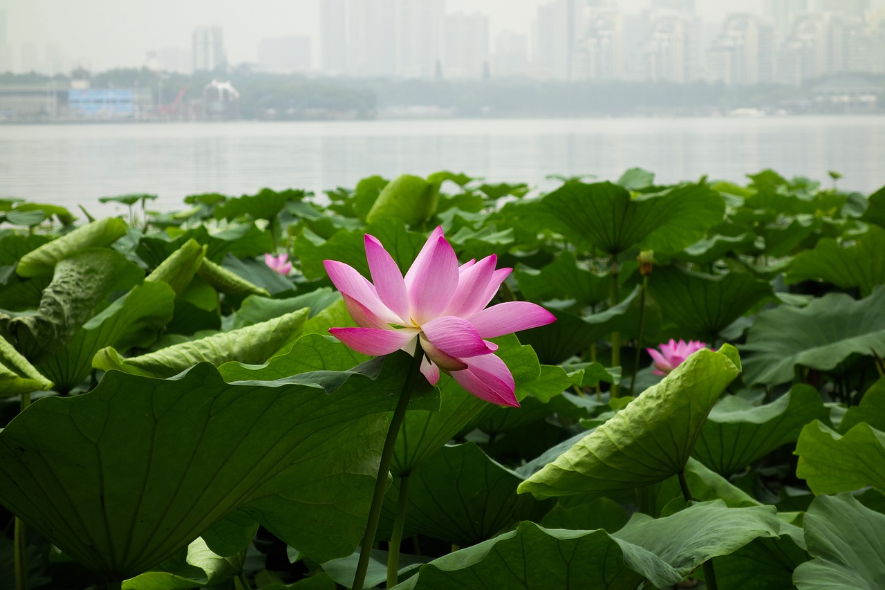 lotus flowers plant free photo