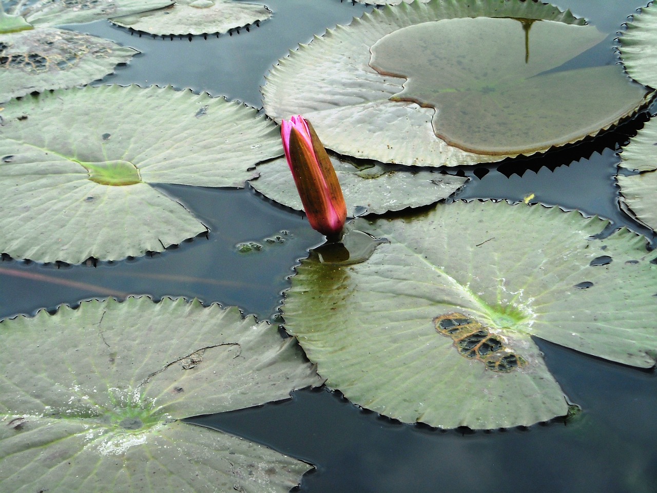 lotus green flowers free photo