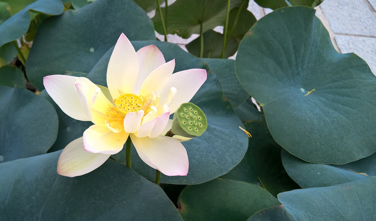 lotus flower plant free photo