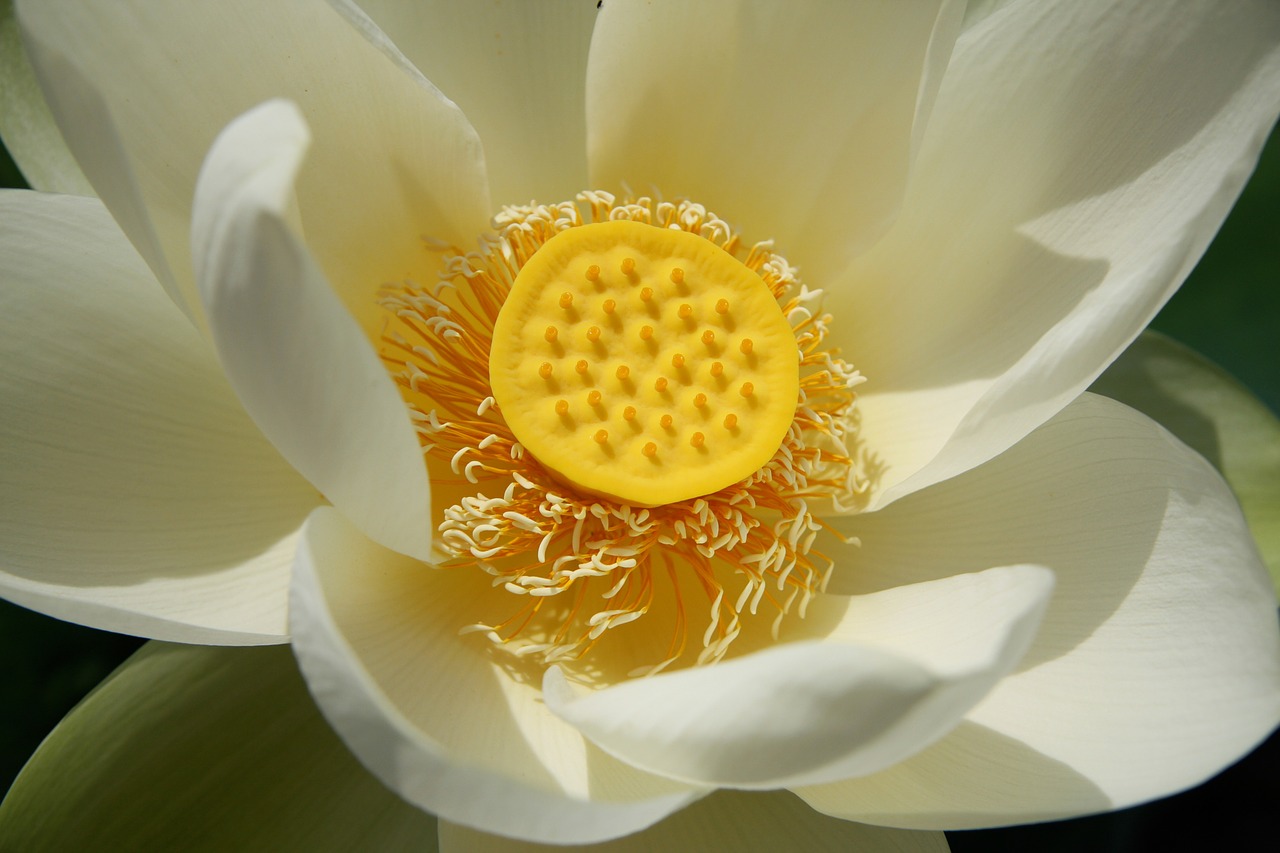lotus lotus blossom water lily free photo