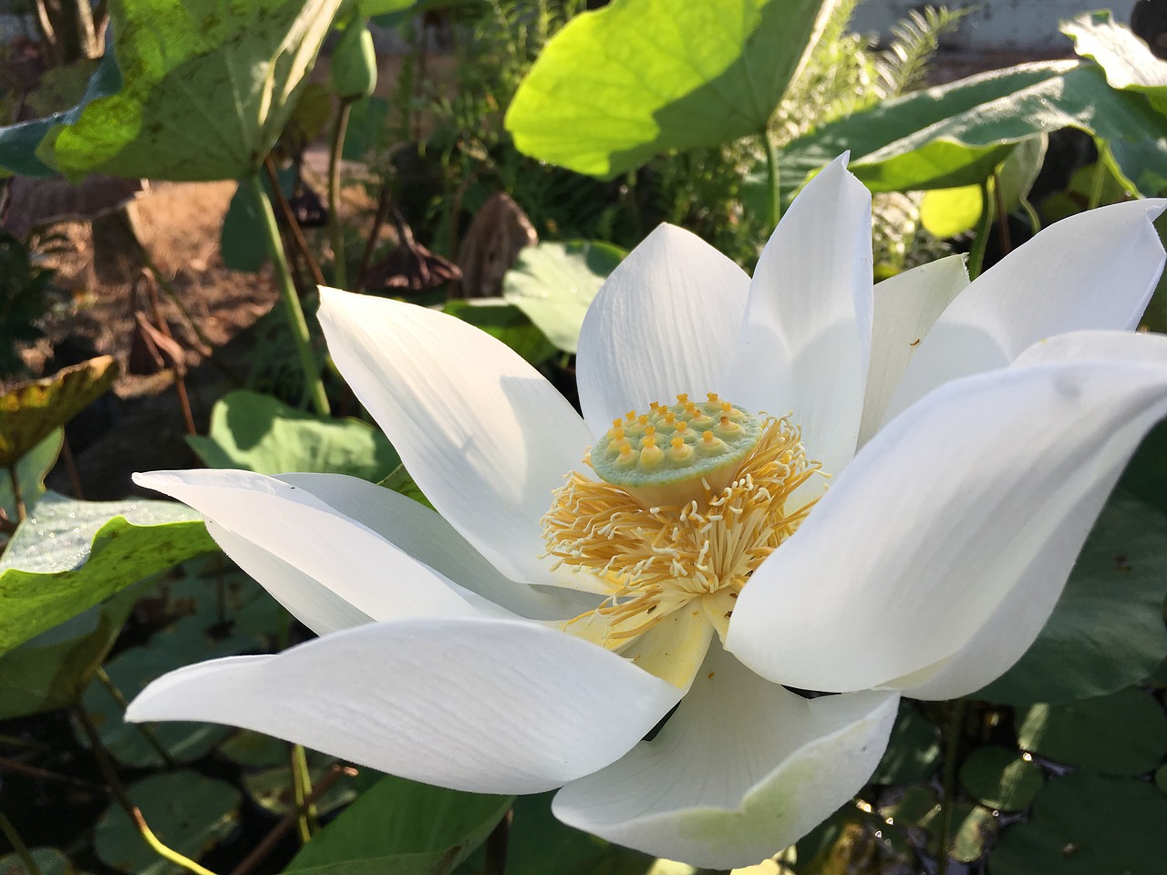 lotus blooming curve free photo