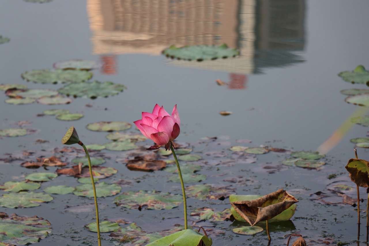 lotus bloom free pictures free photo