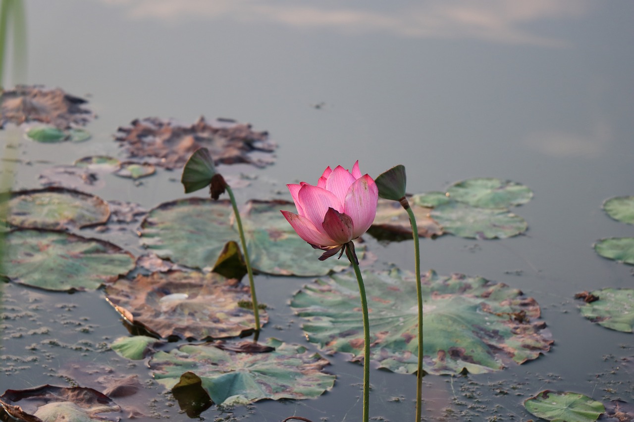 lotus bloom free pictures free photo