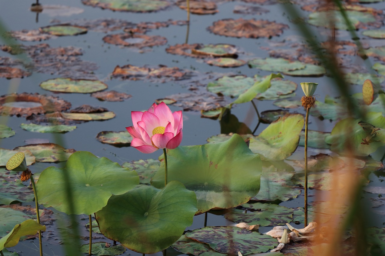 lotus bloom free pictures free photo