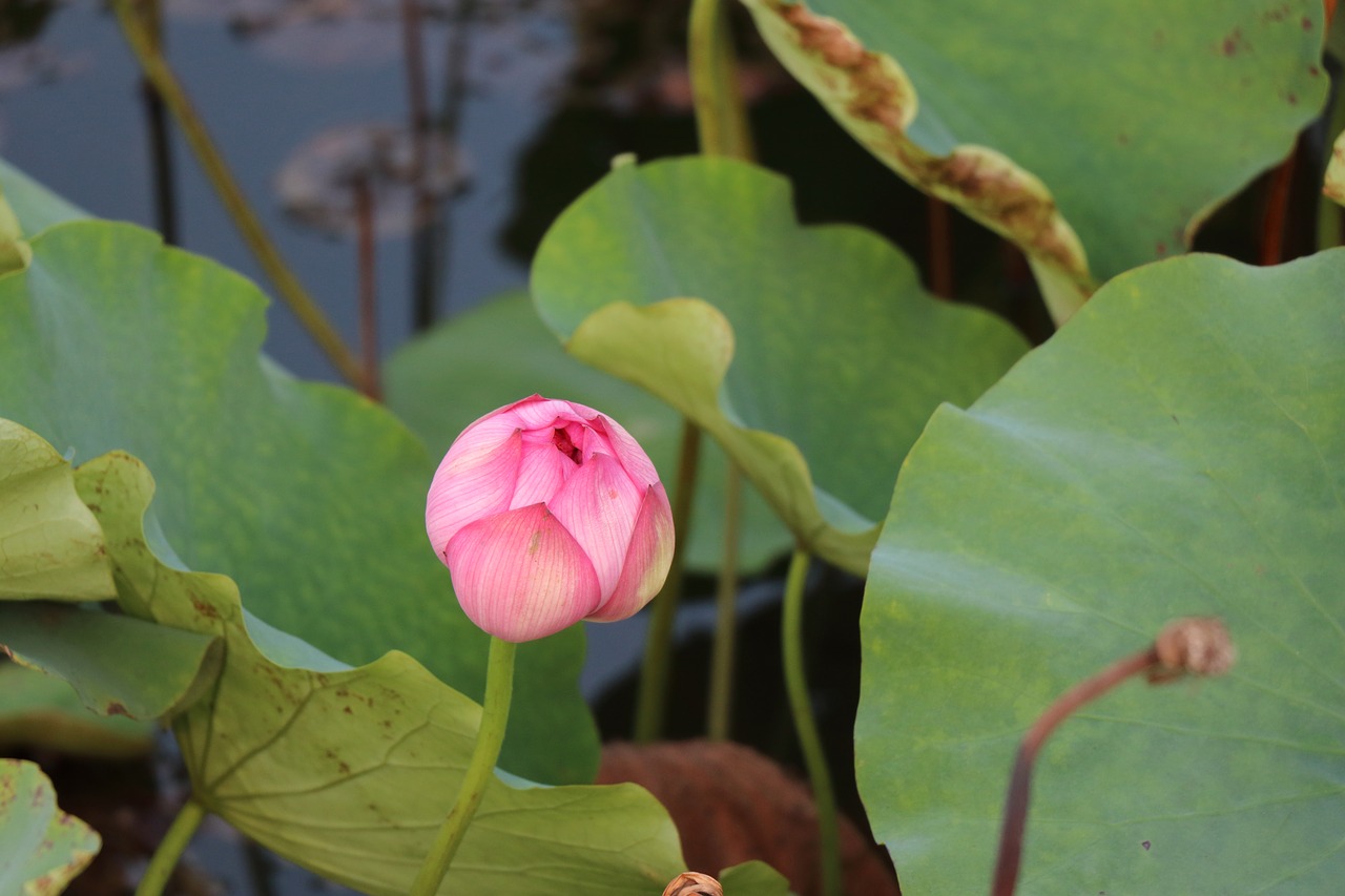 lotus bloom free pictures free photo