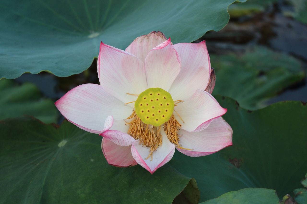 lotus bloom free pictures free photo