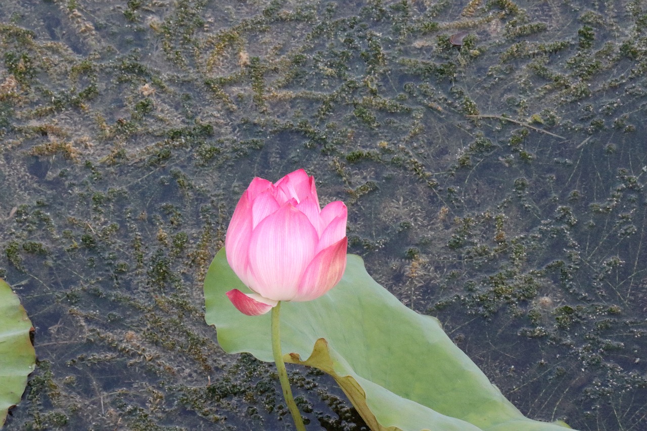 lotus bloom free pictures free photo