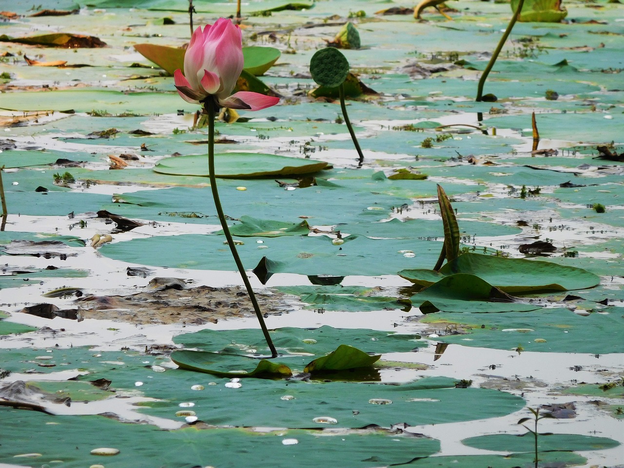 lotus lake green free photo