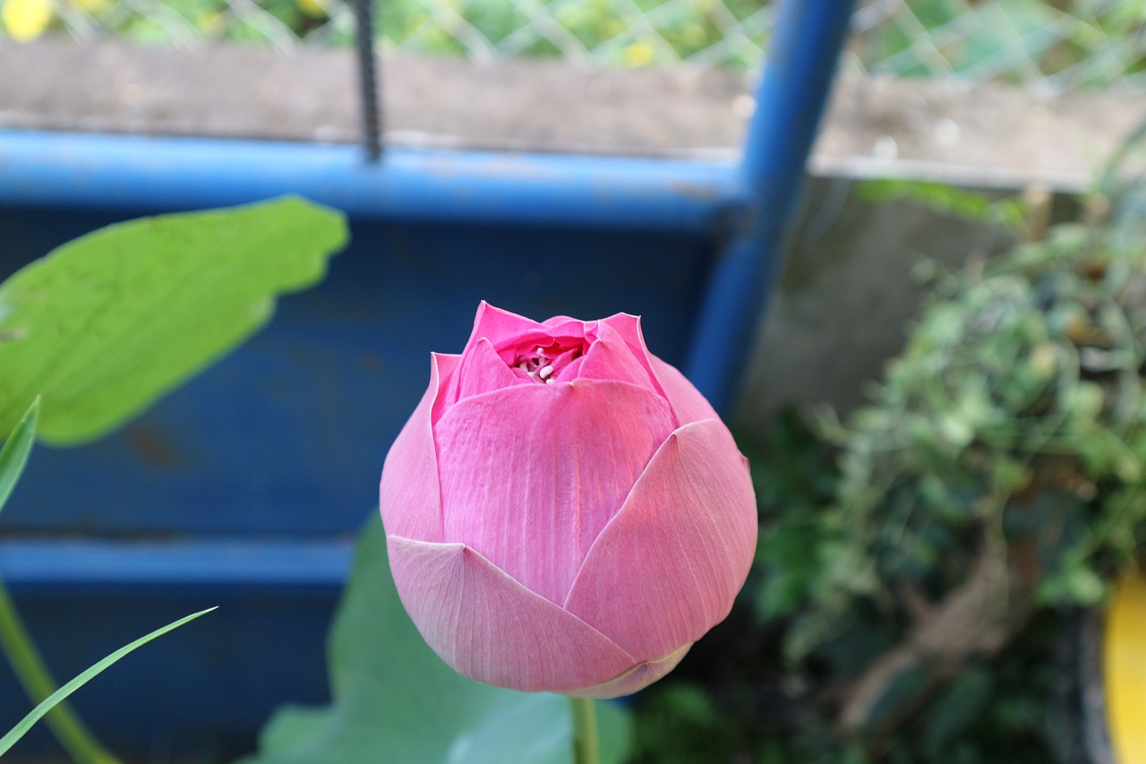 lotus pink lotus flowers free photo