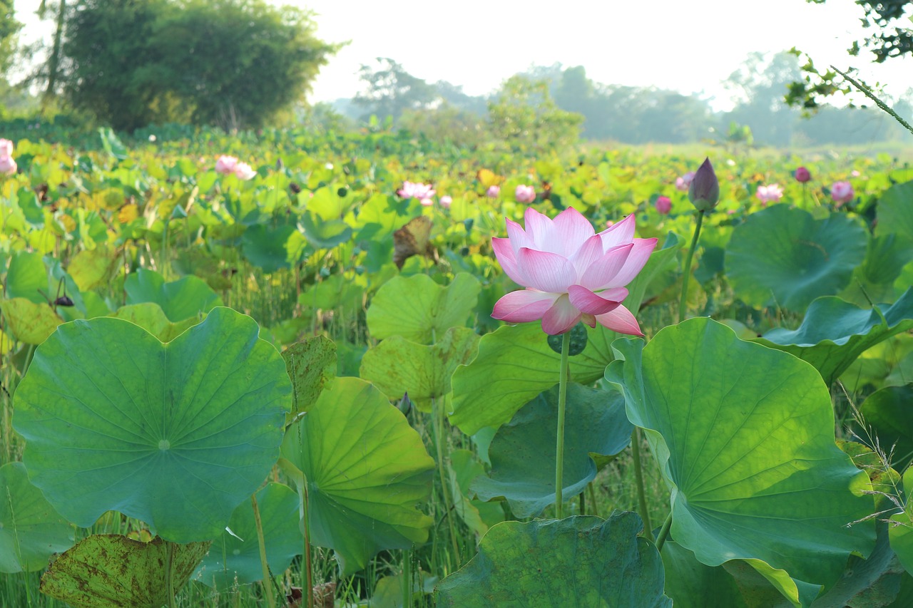 lotus pink open free photo