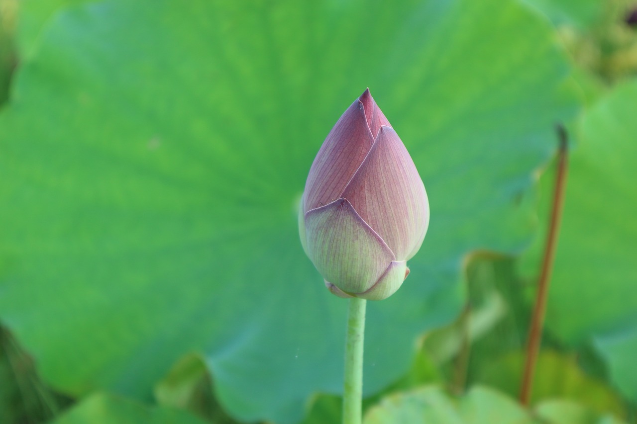 lotus pink open free photo