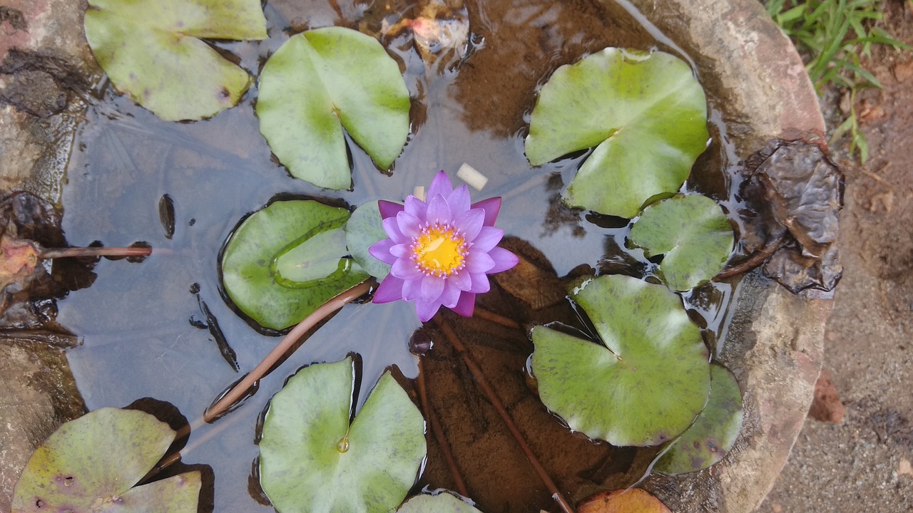 lotus flower lotus flower free photo