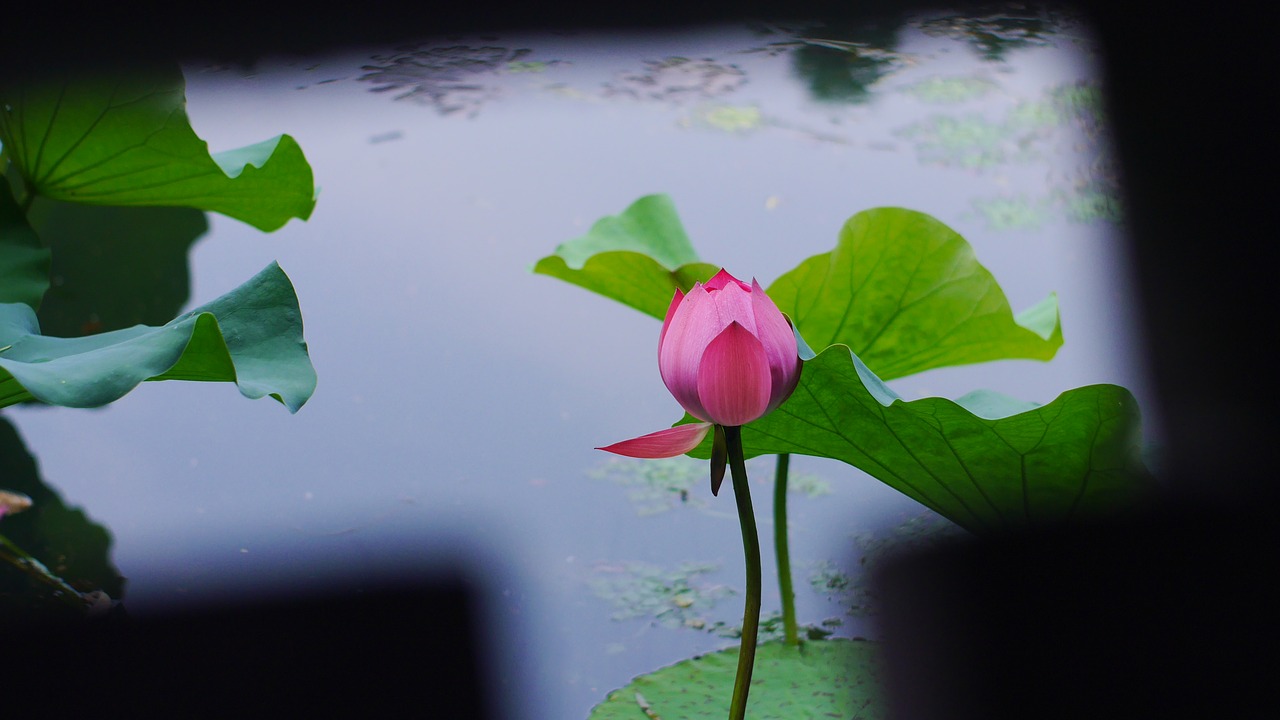 lotus plant the water free photo