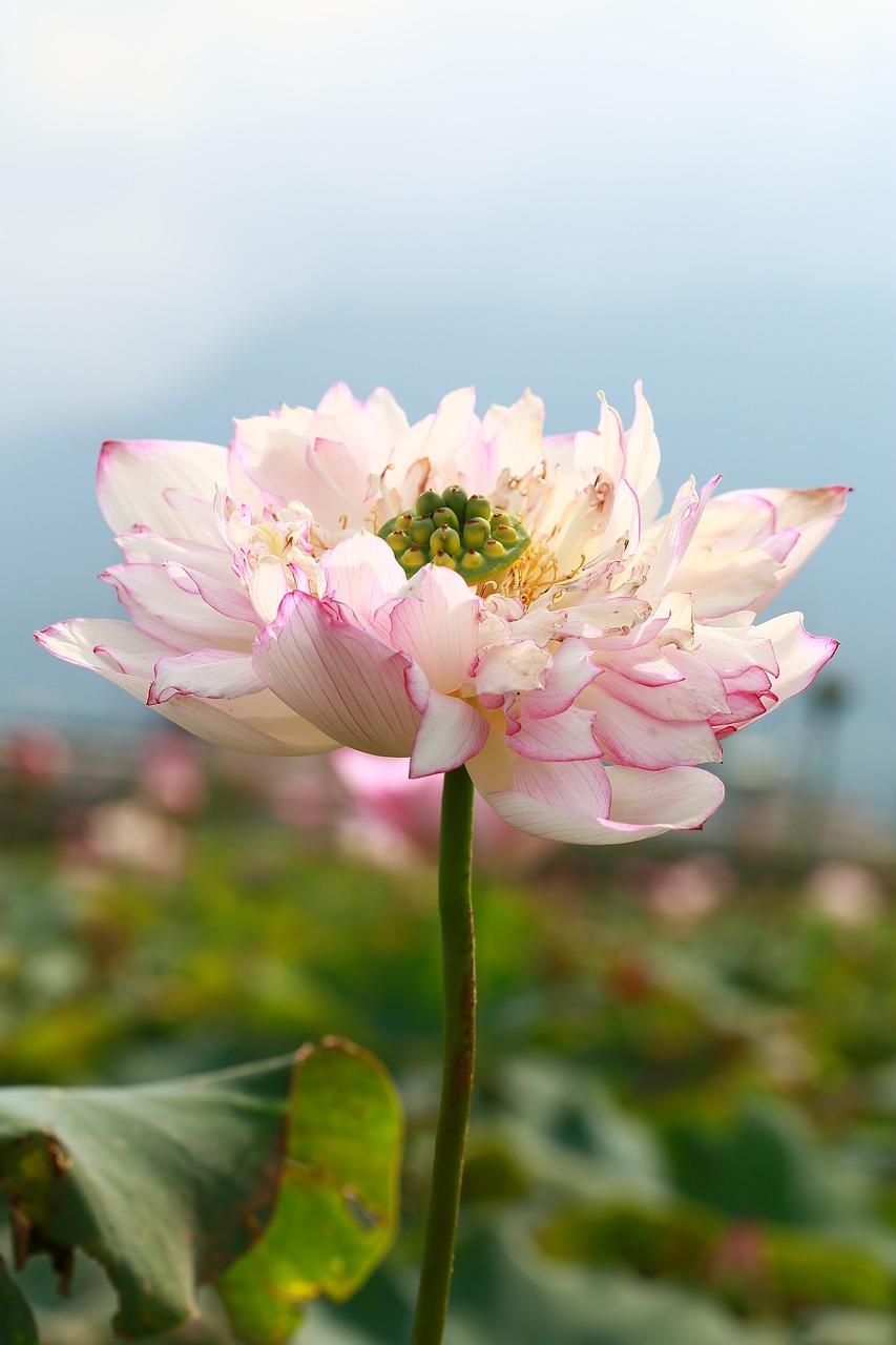 lotus landscape plant free photo