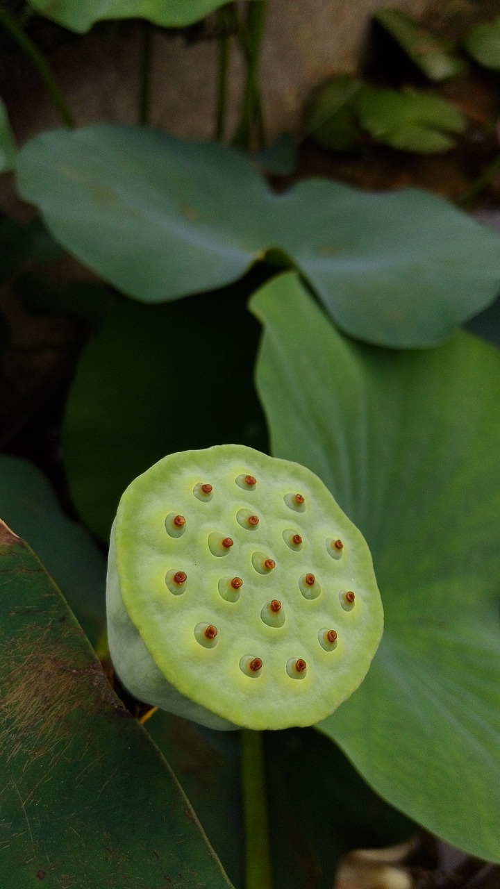 lotus flower plant free photo