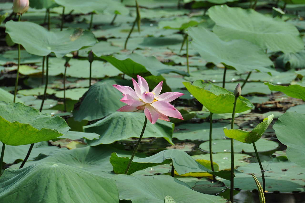 lotus viet nam nature free photo