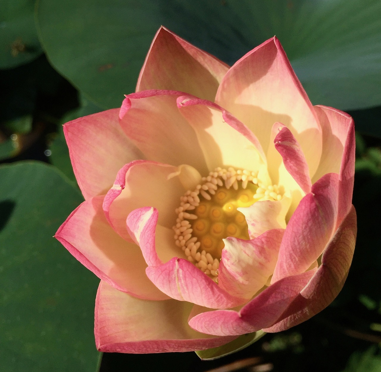 lotus blossom bloom free photo