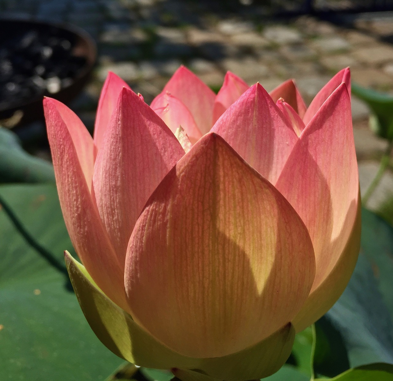 lotus blossom bloom free photo