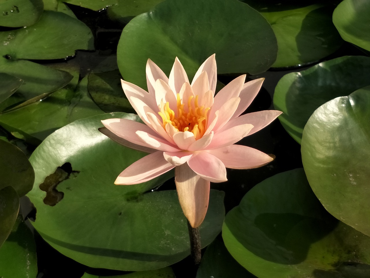 lotus flowers flower free photo