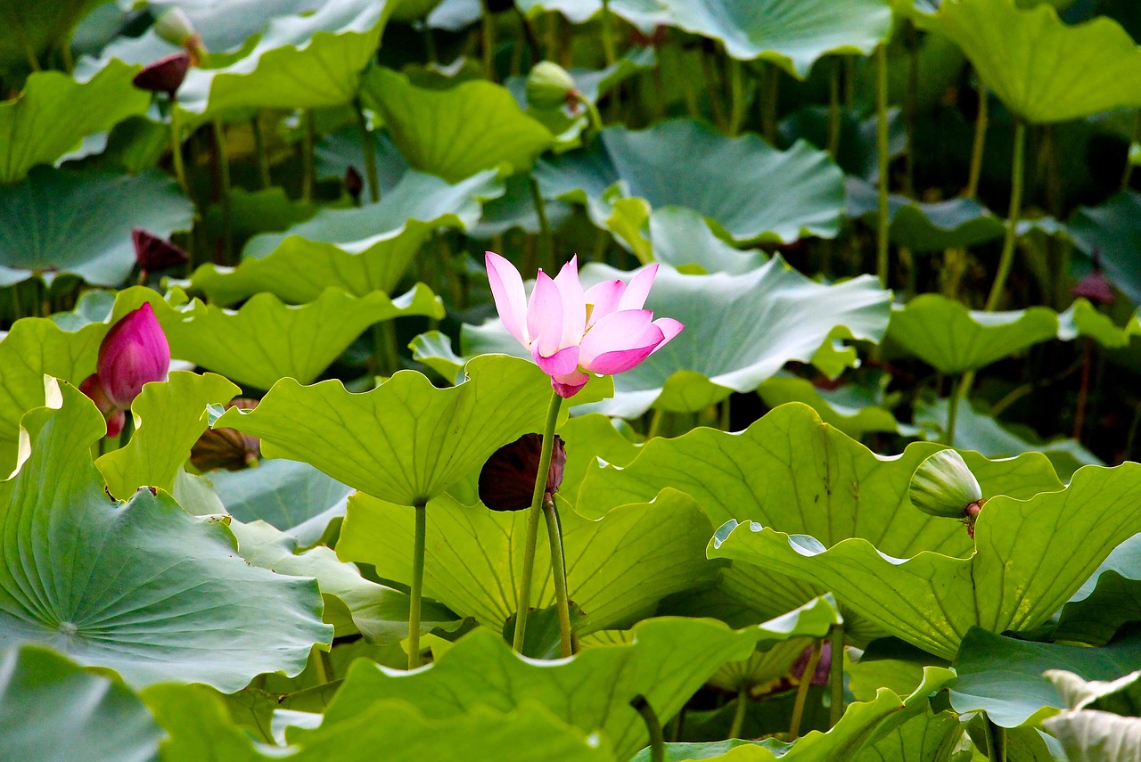 lotus flower plant free photo