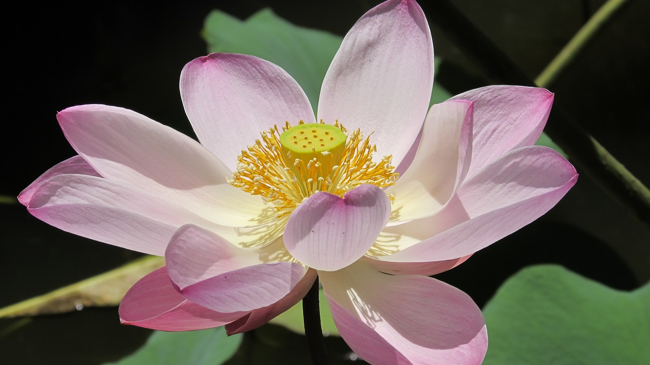 lotus flowers water lily free photo