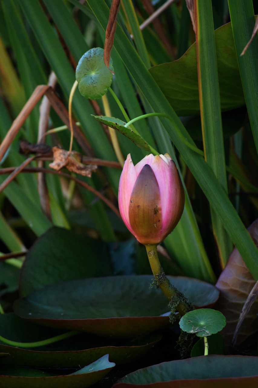 lotus pond flower free photo