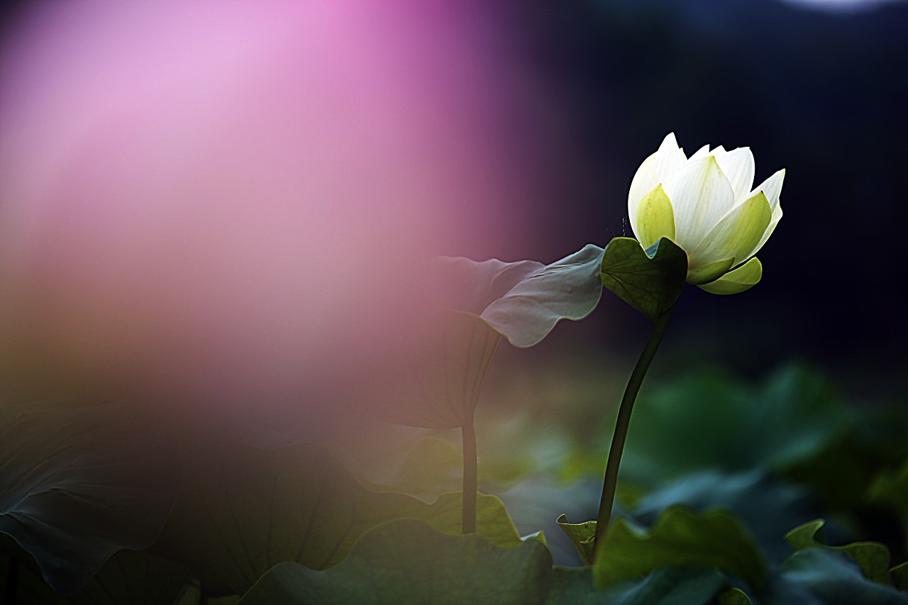 lotus flowers kite free photo