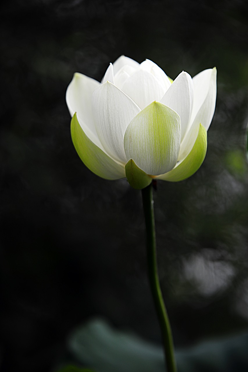 lotus flowers kite free photo