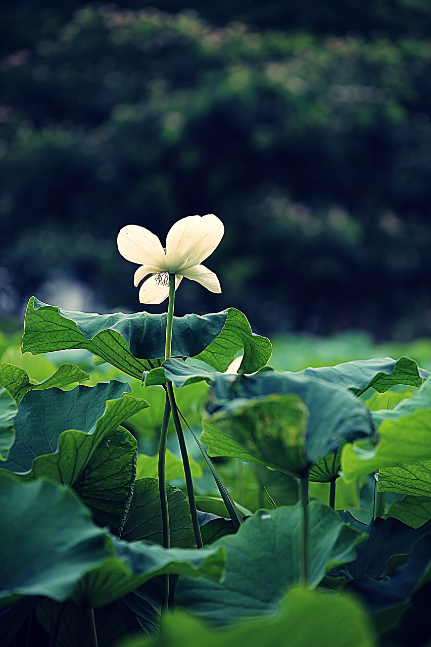 lotus flowers kite free photo