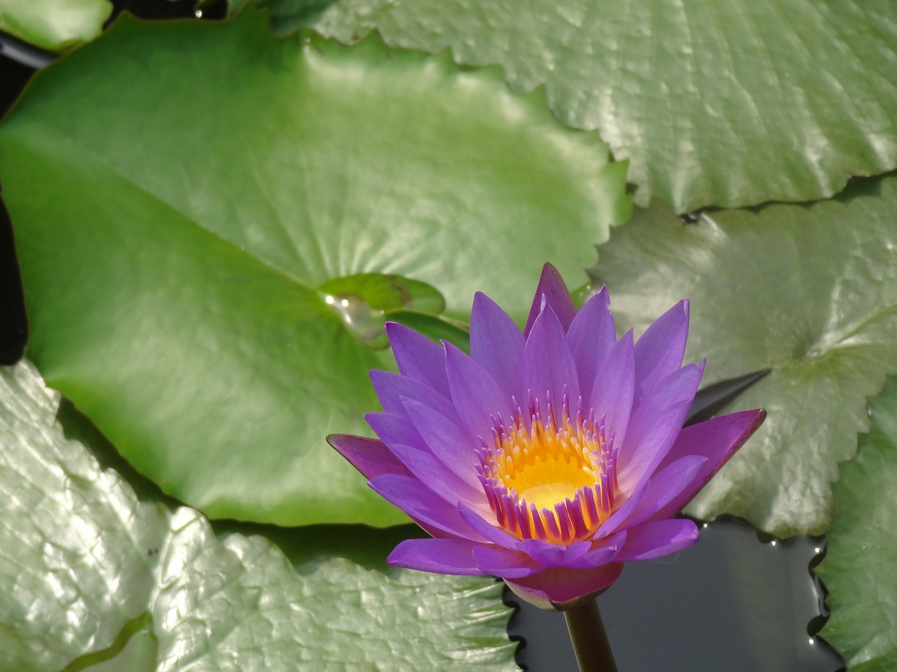 lotus wildflower flower free photo