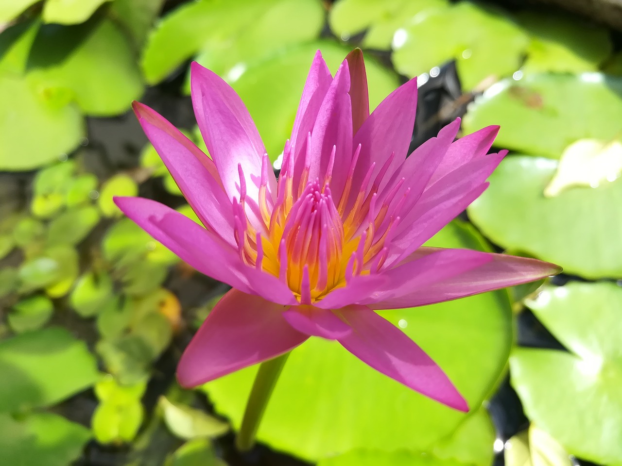 lotus lotus basin flowers free photo