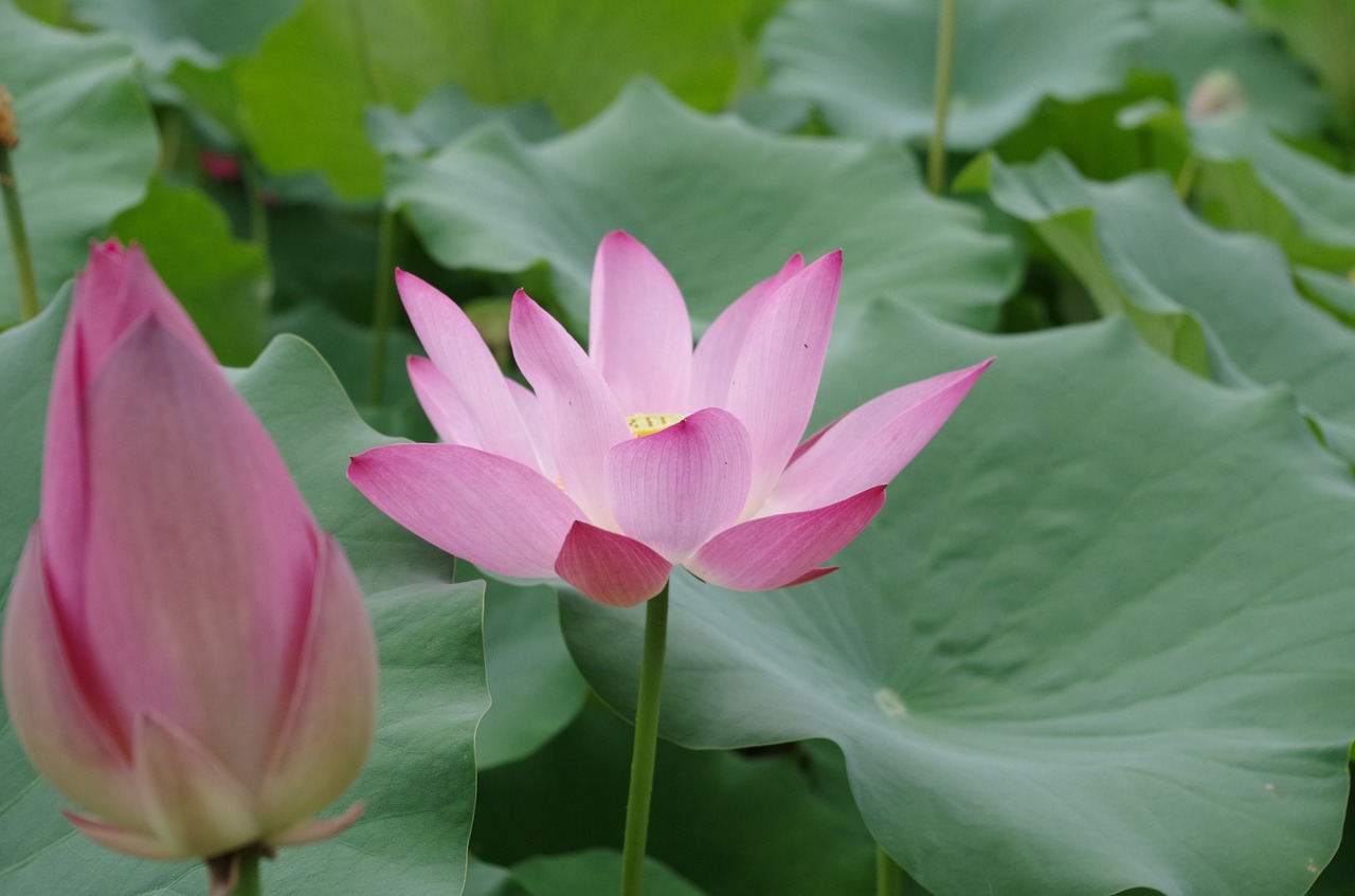 lotus beautiful green free photo