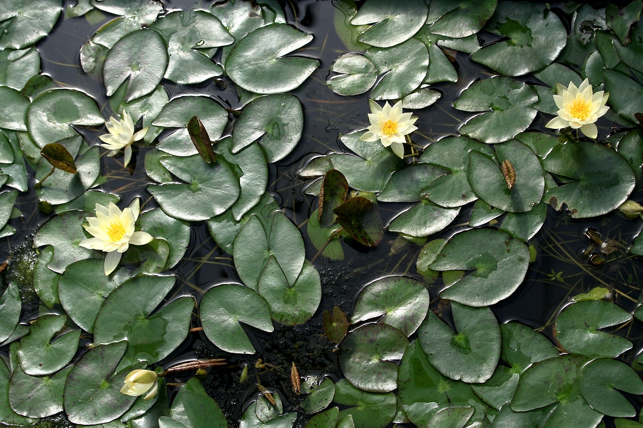 lotus nature pond free photo