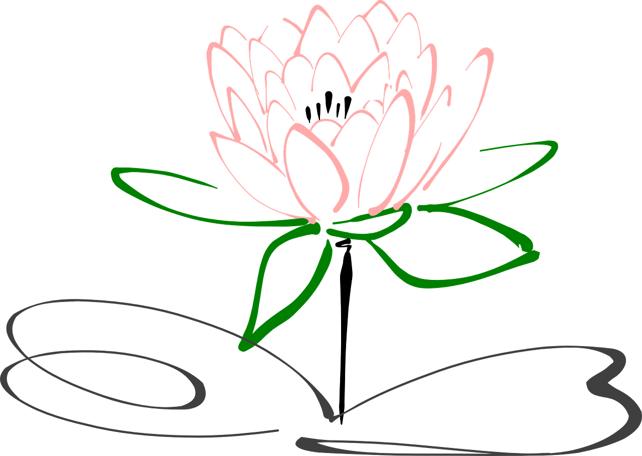 lotus flower blossom free photo