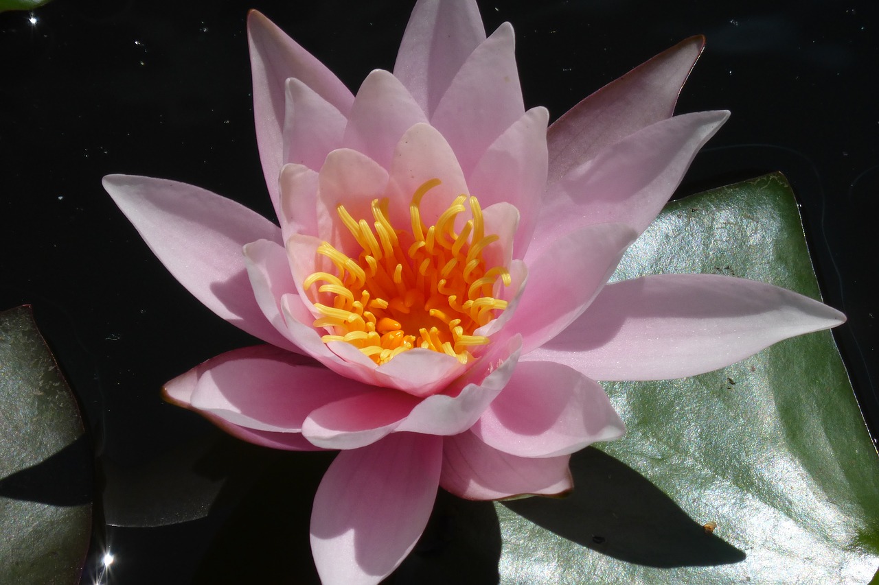 lotus flower puddle free photo