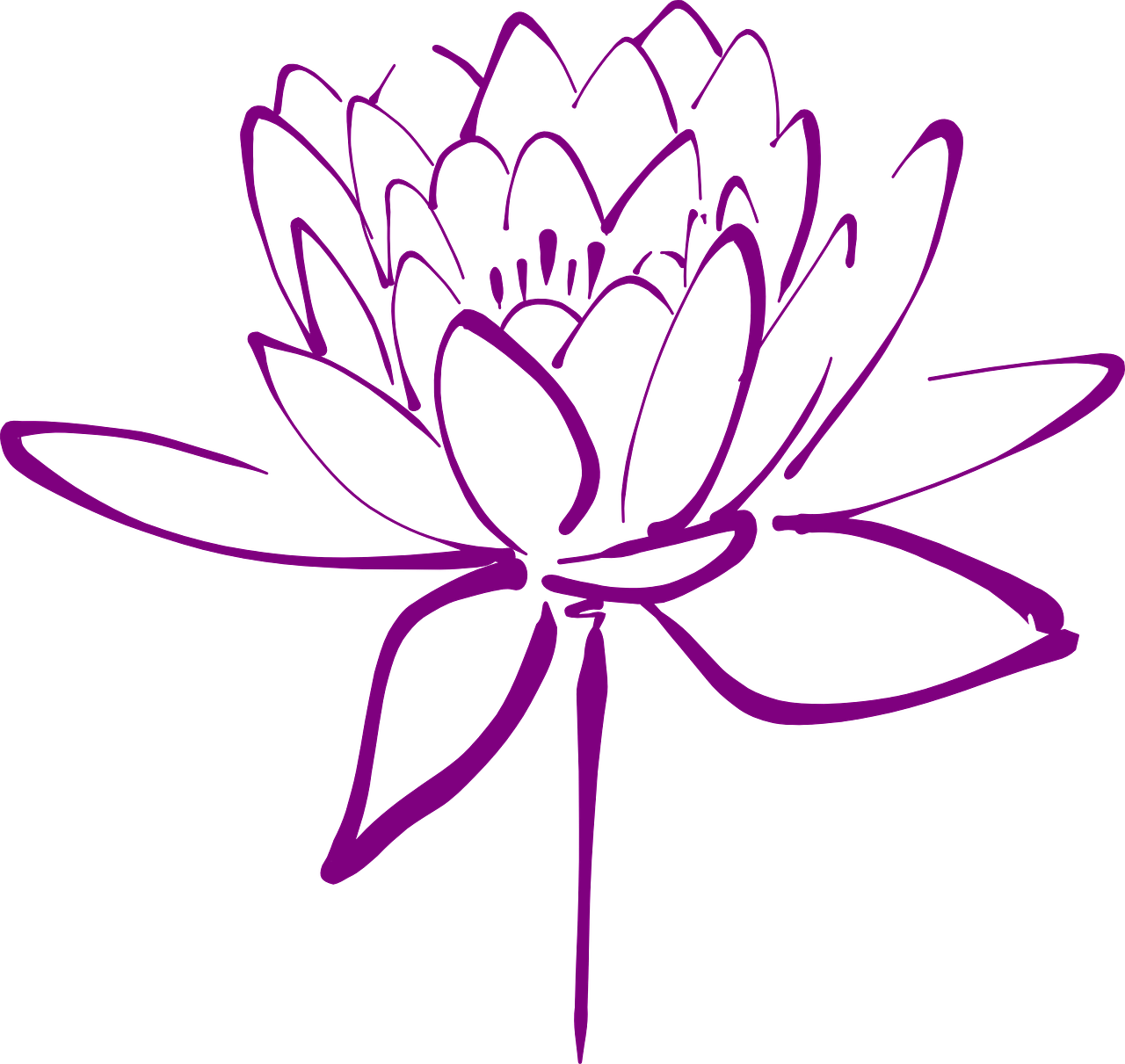 lotus flower blossom free photo