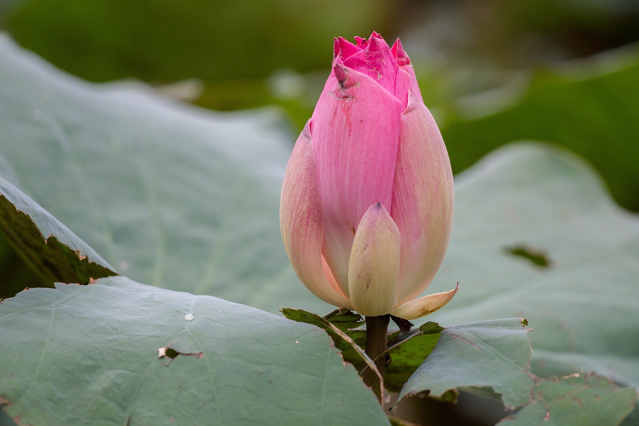 lotus flowers the pink flowers free photo