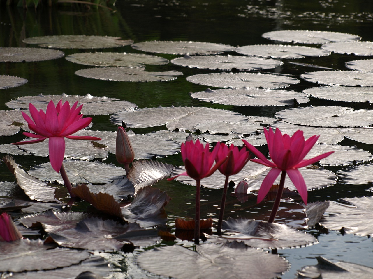 lotus flowers lake free photo