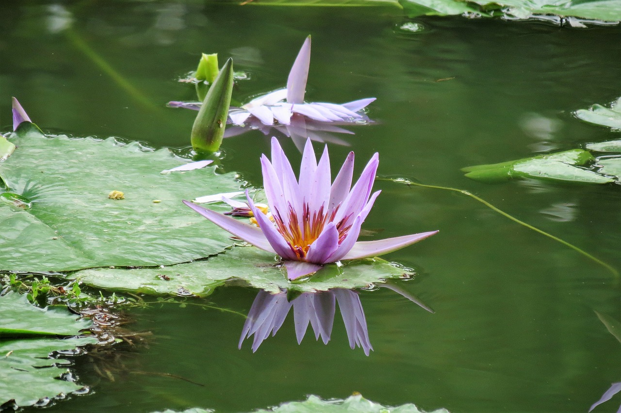 lotus nature flower free photo