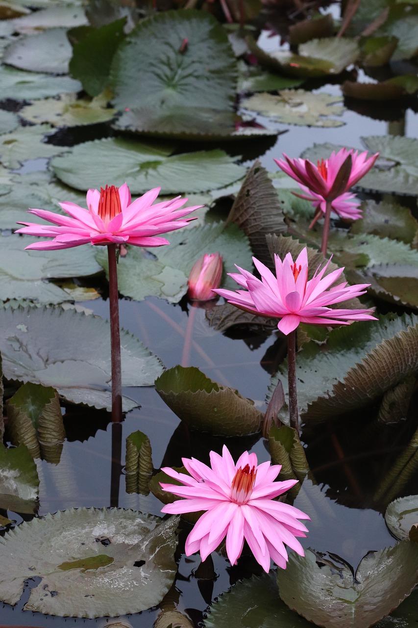 lotus flowers plants free photo