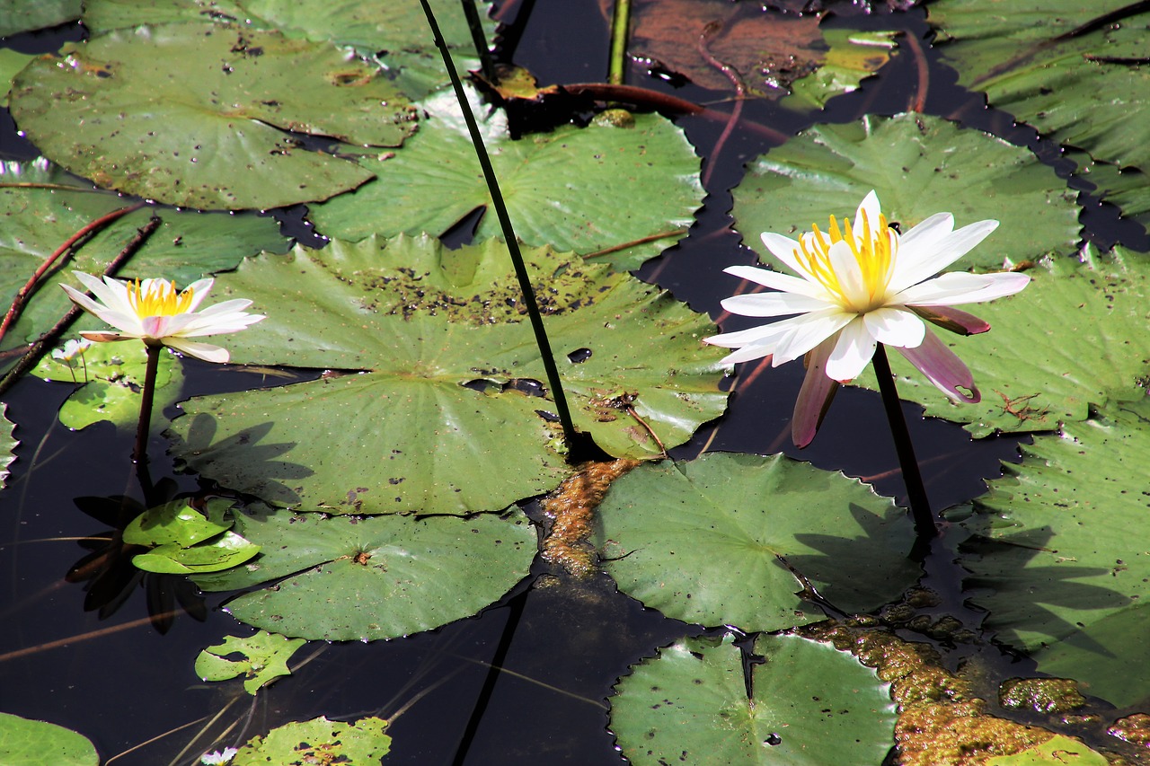 lotus lily flower free photo