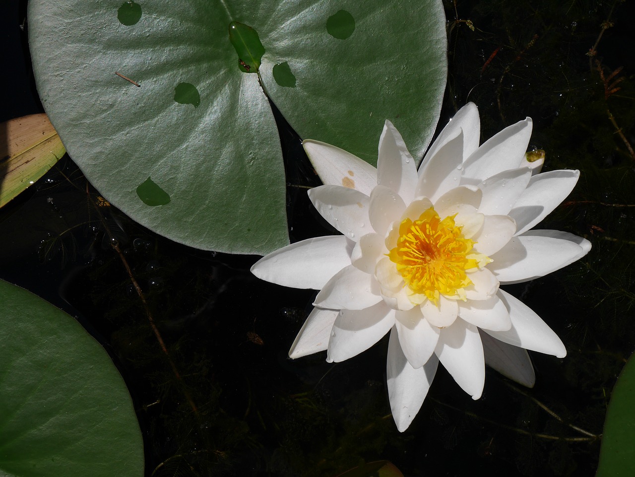 lotus flower plant free photo